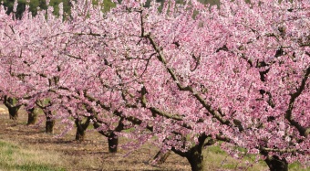 Peach Trees in Bloom