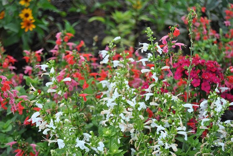 Pollinator Habitat full of flowers