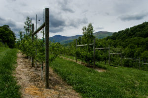 Picture of apple orchard