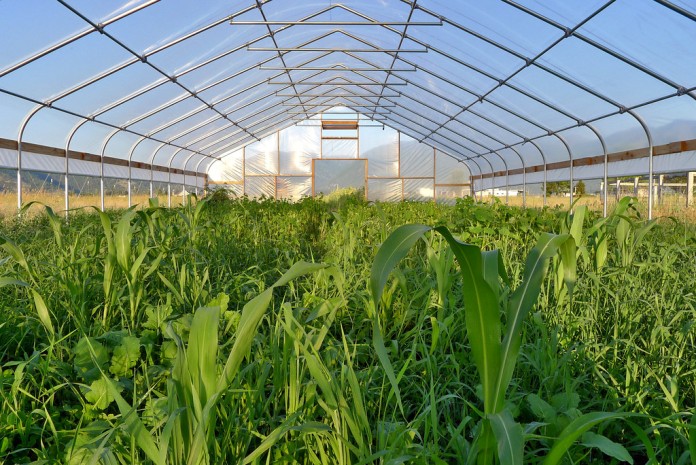 Vegetable greenhouse production