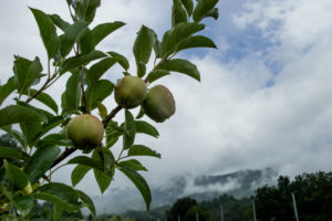 Picture of apples in orchard