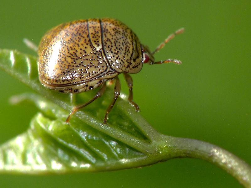 Kudzu Bug