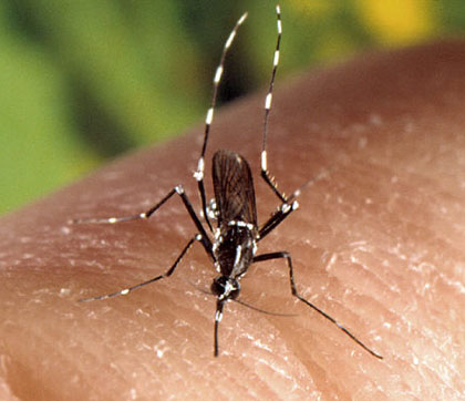 Asian mosquito biting a person's finger