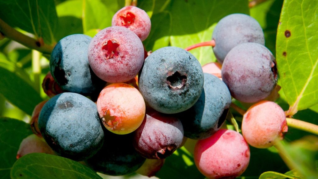Blueberries prior to harvest