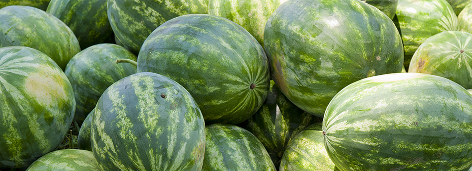 Harvested Watermelon