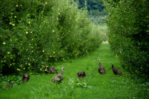 Picture of wild turkeys in apple orchard