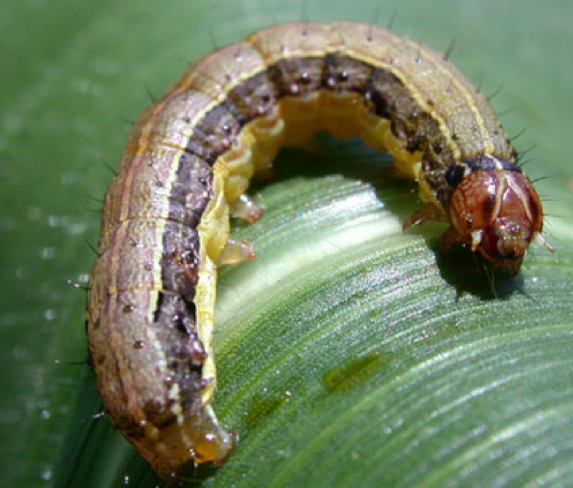 Fall Armyworm