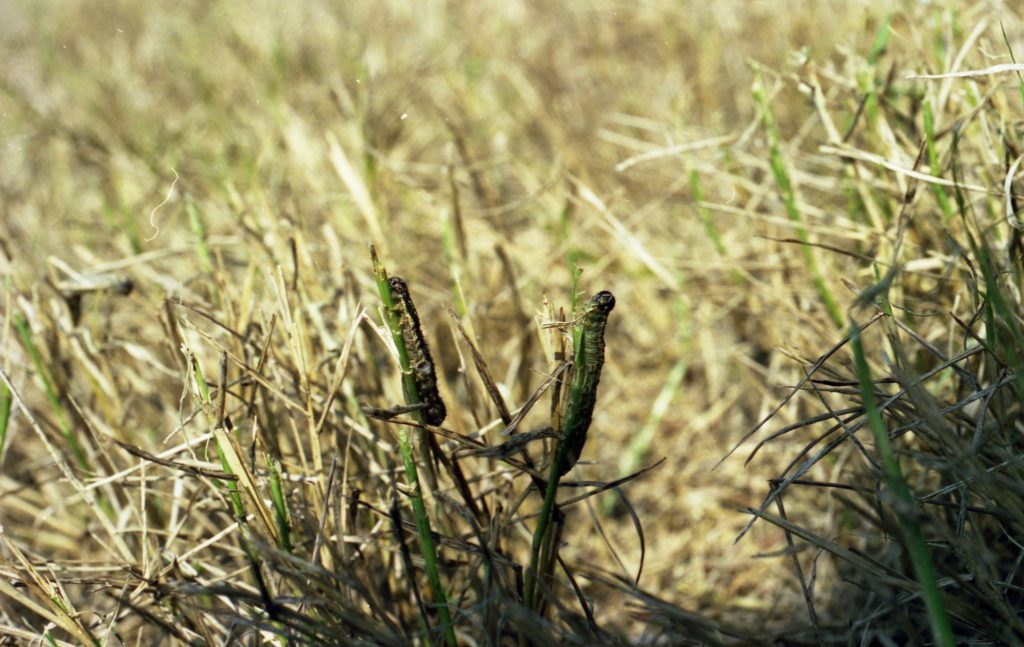 Fall Armyworm Pasture