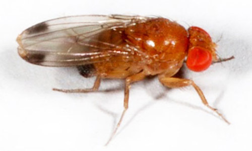 Spotted Wing Drosophila