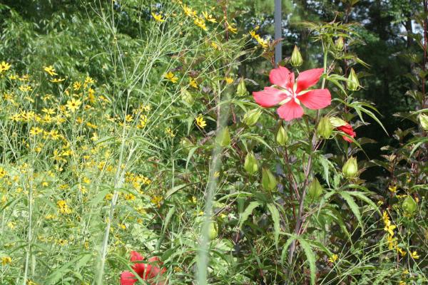 Native Gardens