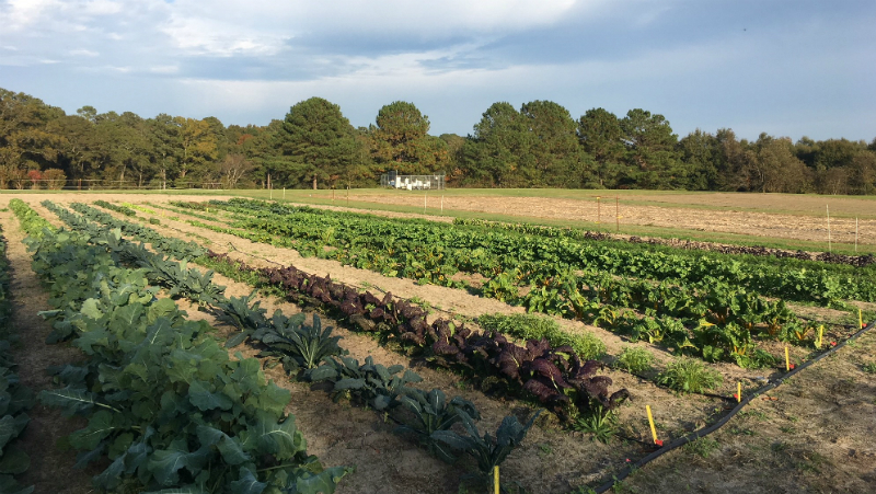 Small-Scale Organic Vegetable Production 