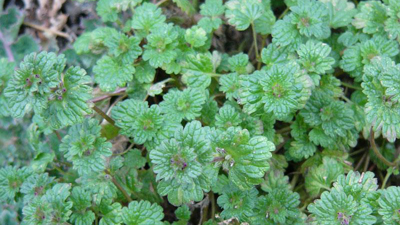 Winter Annual Henbit