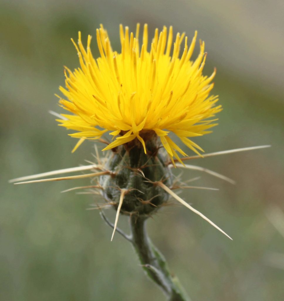 Yellow Starthistle