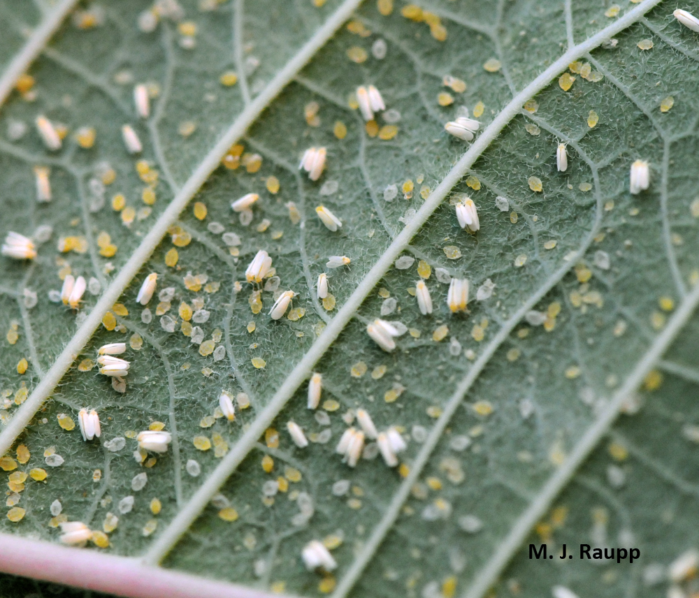 Whitefly nymphs on leaf