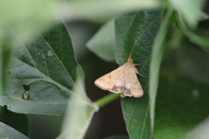 Cover photo for Bollworm Flight Beginning in Some Locations