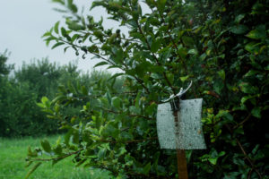 Cover photo for WNC Orchard Insect Pest Populations - August 4, 2020