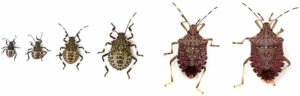 BMSB life stages (L to R): 2nd, 3rd, 4th, 5th instars; M and F adults