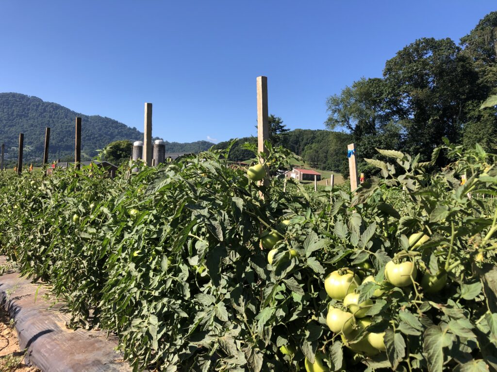 Tomato field in North Carolina