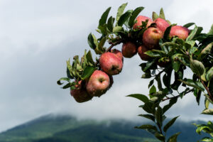 Cover photo for WNC Orchard Insect Pest Populations - August 2, 2022