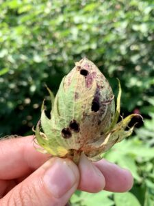 Boll with holes from bollworm