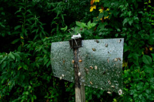 Brown marmorated stink bug trap