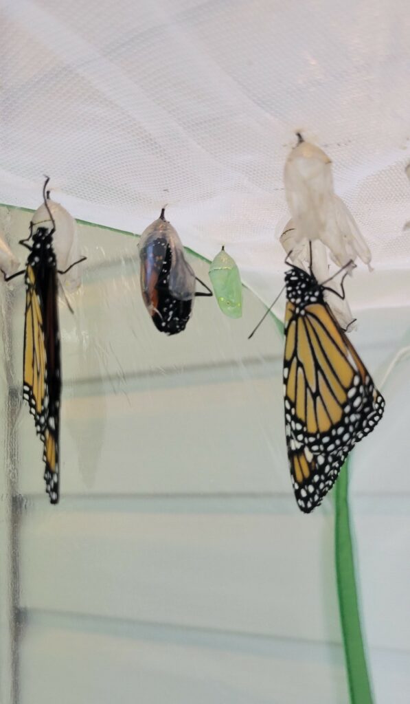 Monarch just emerging from Chrysalis