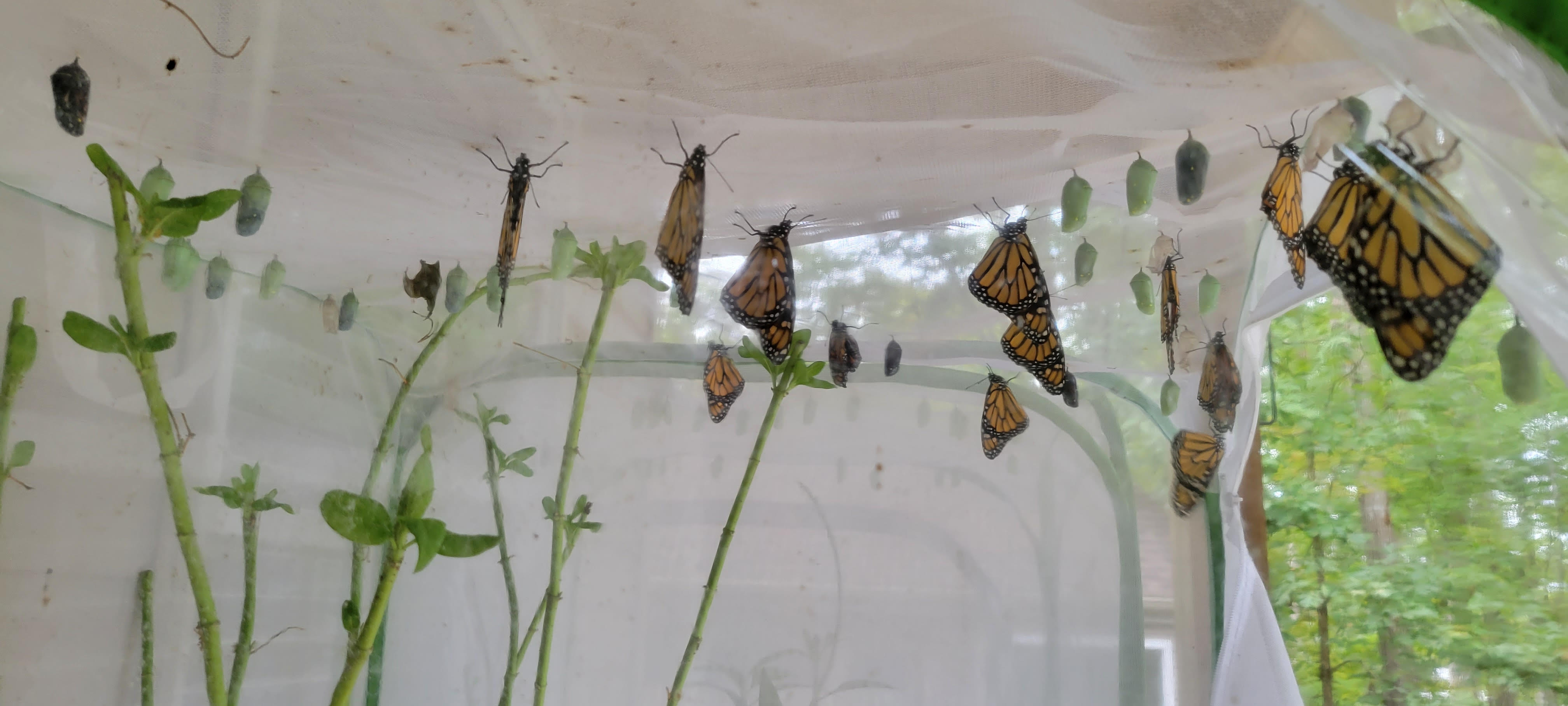Monarch Protection with different life stages