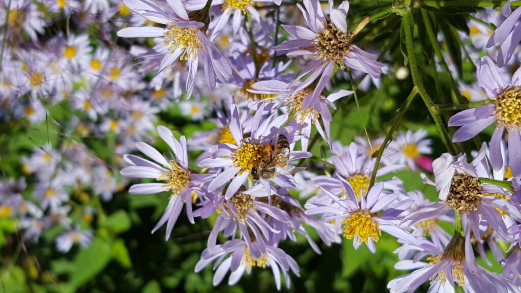 Bee on Aster