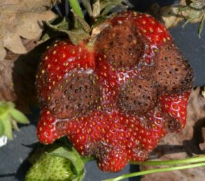 Athracnose Fruit Rot of Strawberries