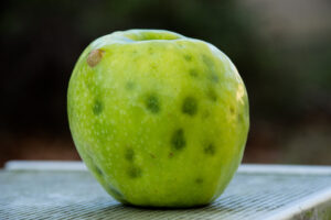 Brown marmorated stink bug damage spots on apple