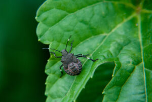 Cover photo for WNC Orchard Insect Pest Populations - August 1, 2024