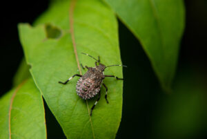 Cover photo for WNC Orchard Insect Pest Populations - August 20, 2024