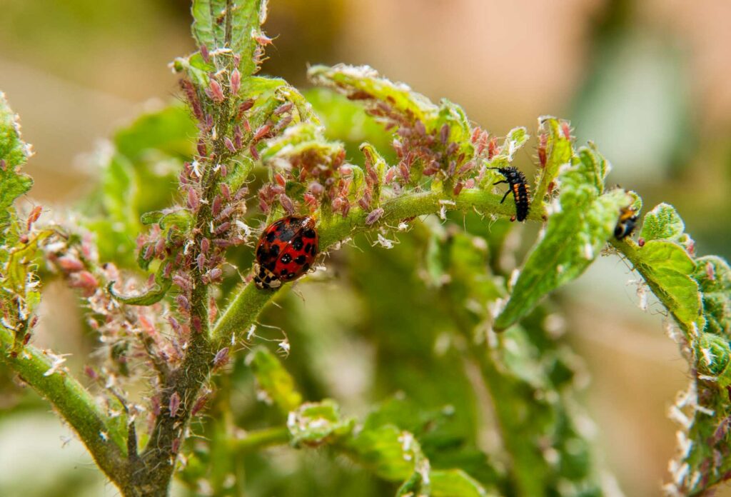 Biological Control with Ladybugs