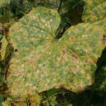 Curcurbit Downy Mildew (CDM)