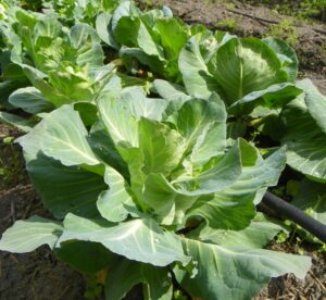 Cabbage Field in NC