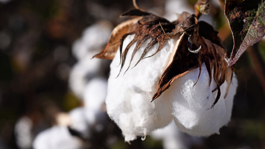 Cotton in a Martin County field.