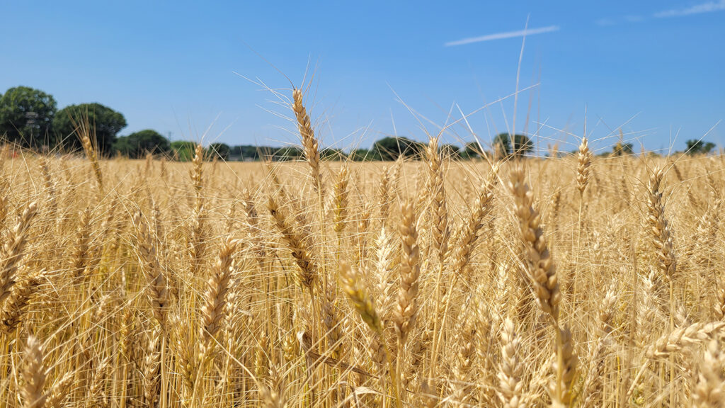 Wheat Field n NC