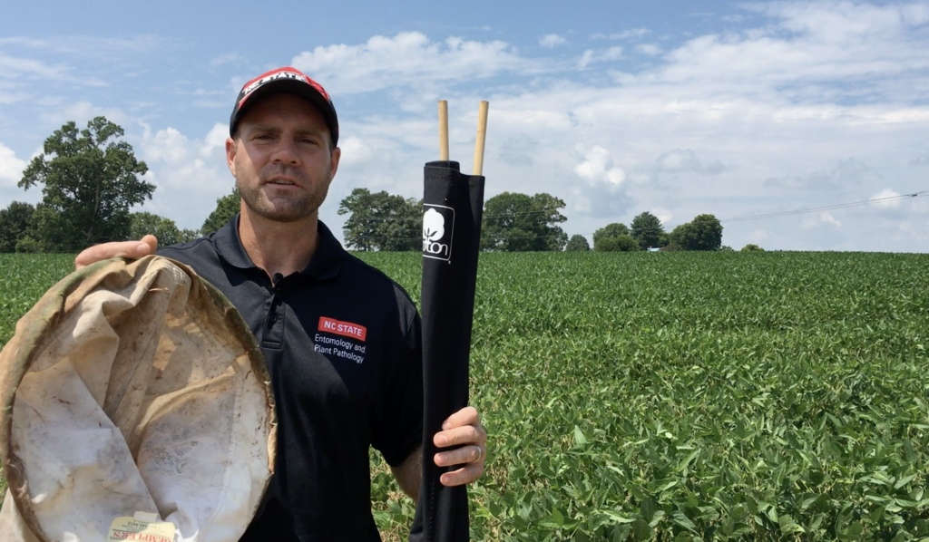 Scouting for Corn Earworm in Soybean