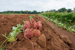 Sweet Potatoes in NC Field