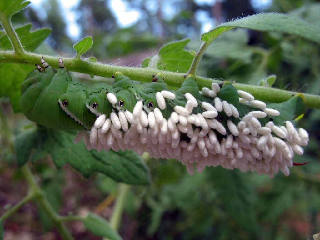 Tabacco Hornworm with Braconid wasps