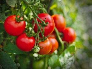 Tomatoes on Vine