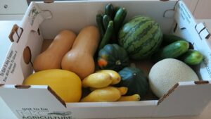 Several Different Curcurbit Crops in Box