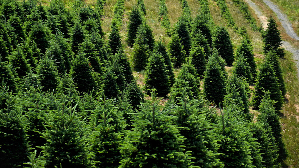 Christmas Tree Field