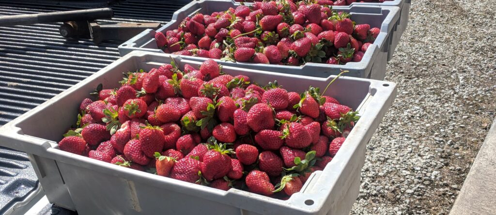 Harvesting Strawberries