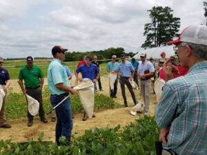 Cover photo for Saving Money on Cotton in 2025? Don't Skimp on Scouting & Treating Mite and Insect Pests